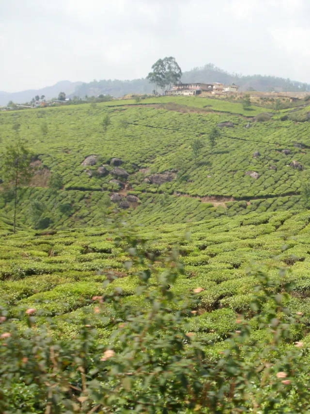 10 Amazing Things to know about Munnar Weather, Kerala